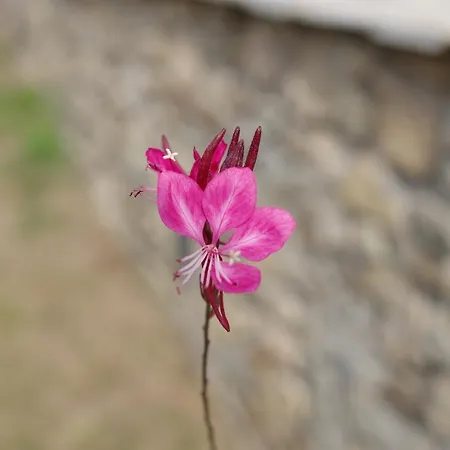 Liotrivi At Old Nikiti (Sithonia)