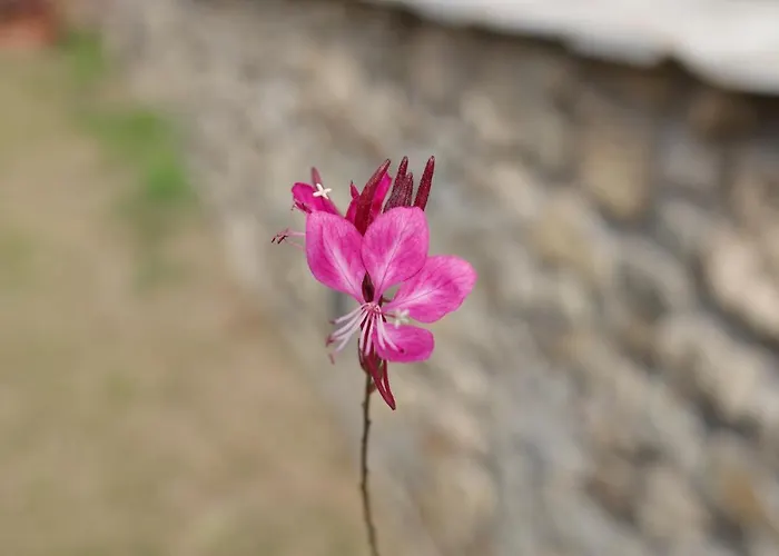 Liotrivi At Old Nikiti (Sithonia)